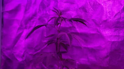 Pan down small marijuana seedling under LED grow Lights Stock-Footage 255681845