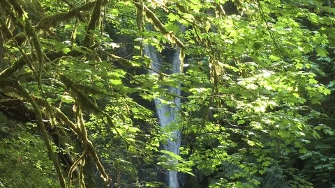 Pan down of a small waterfall through a forest Stock Footage 75276167