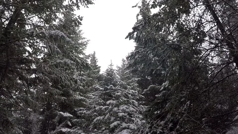 Pan down in a snowy forest to a young female. Video stock 86450726