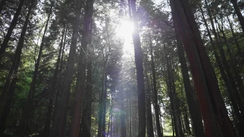 Pan down of sun light shining through trees, heavenly beam. Vídeos de archivo 284085430