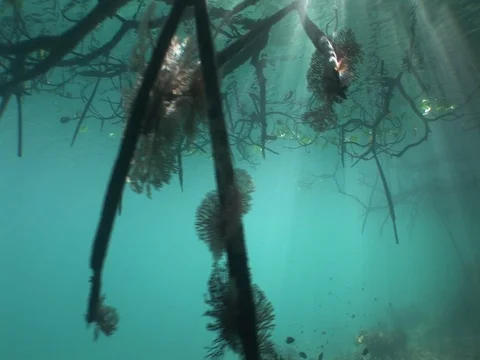 Pan down surface to shallow Mangrove roots Stock Footage 98473448