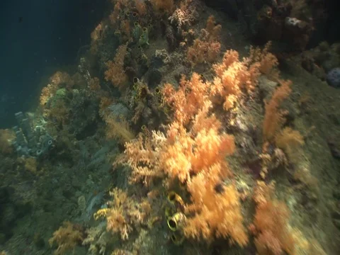 Pan down surface to shallow Mangrove roots Stock Footage 98473592