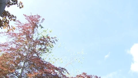 Pan down to totem pole or indigenous carving Stock Footage 75247662