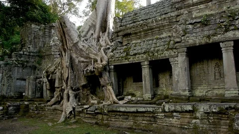 Pan down tree growing over temple at Ankor Wat 動画素材 81006674