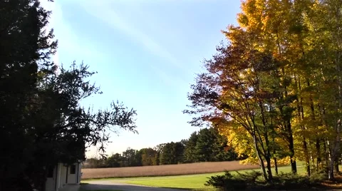Pan Down to Tree Lined Road Stock Footage 50510794
