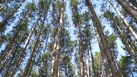 Pan down from tree tops and walk into forest - stabilized with Ronin Stock Footage 75064365