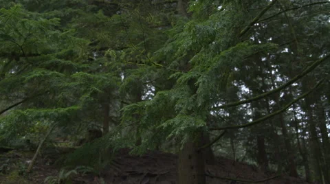 Pan down tree tunk Stock Footage 65429576