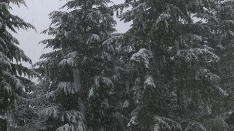 Pan down of trees and forest with snowfall Stock Footage 75272155
