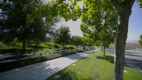 Pan Up &amp; Down Trees On Sidewalk And Street 库存影片 79141033