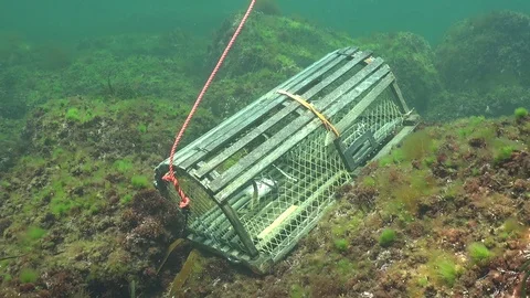 Pan down to Underwater  Lobster trap Stock Footage 73098012