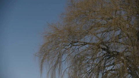 Pan down willow branches to frozen lake Stock Footage 89945223