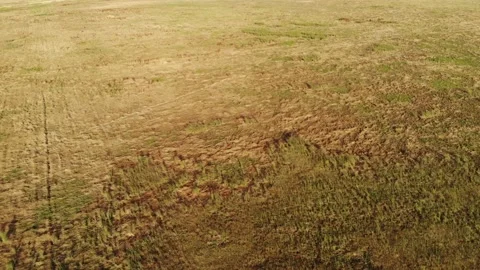Pan Drone Grass Field Prarie California Land Stock Footage 145432571