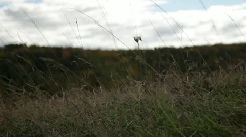 Pan from dry grass in wind to fields and hills in fall color Stock Footage 22322539