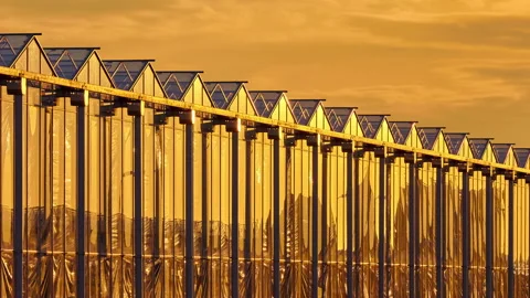 Pan of a Dutch greenhouse during sunset Stock Footage 224714552