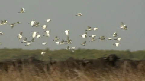 Pan of Egrets over Buffalo Video stock 106817031