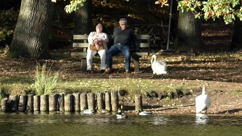Pan: Elderly couple sitting on a bench near a pond watching swans and mallards Stock Footage 81457797