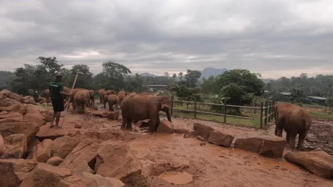 Pan of Elephant Reserve 動画素材 160128368