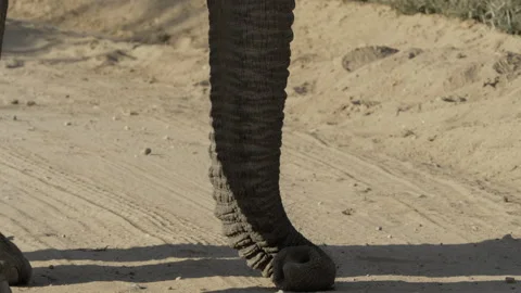 Pan up of Elephant Trunk Stock Footage 155866033