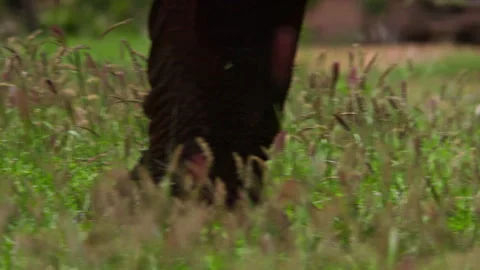 Pan of an elephant's legs and trunk as it is walking through grass Video stock 256908098