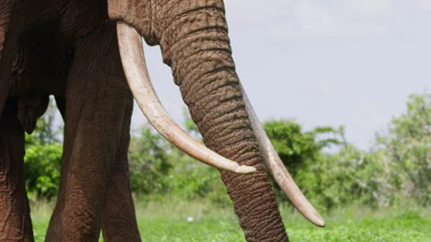 Pan of an elephant's tusks while it is grazing during the morning Stock Footage 256904155