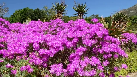 Pan of an embankment of Purple vygie flowers Stock Footage