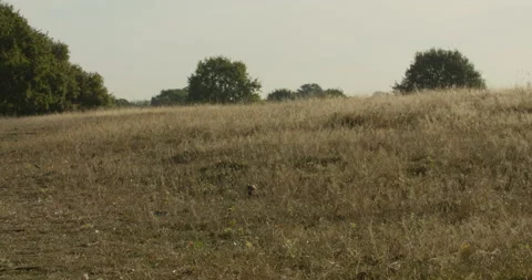 Pan of empty grassy park in the midday sun Stock-Footage 150374296
