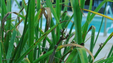 Pan of an empty pool Stock Footage 41432369