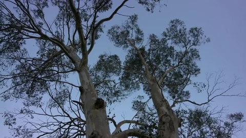 Pan of Eucalyptus Tree in Ireland in the evening. Stock Footage