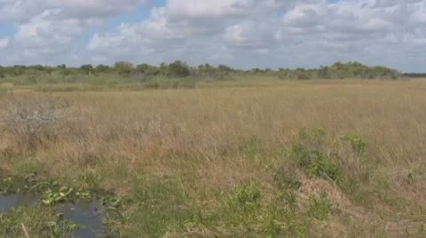 Pan Everglades Field Stock Footage 10723188