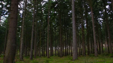 Pan in the evergreen forest Stock-Footage 45281917