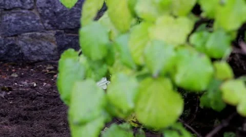 Pan exposed roots of a tree Stock Footage 19341453