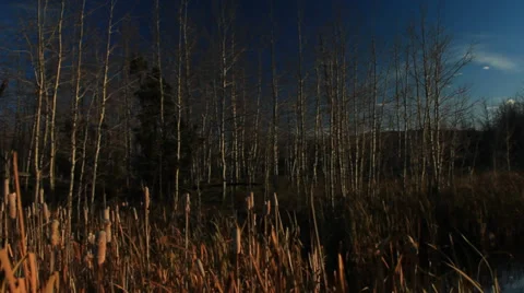 Pan fall colors over a lake at sunset Video stock 32211268