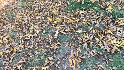 Pan of Fall Leaves Stock Footage 289261358