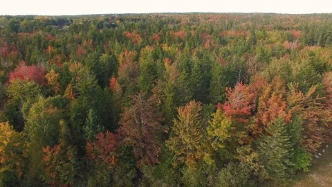 Pan up to fall trees  Stock Footage 96709867