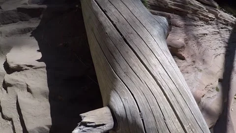 Pan Fallen Old Tree- West Fork Trail- Sedona Arizona Stockbeeldmateriaal 312358451