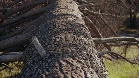 Pan Up Fallen Tree in forest morning light Stock Footage 151350973