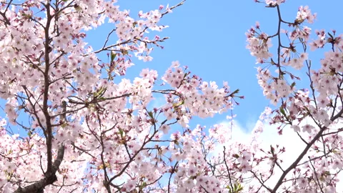 Pan of falling petals of sakura in full bloom. Cherry blossoms in Japan. 4K Stock Footage 233765905