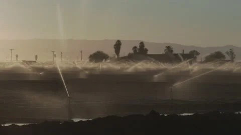 Pan of farm fields with sprinkler irrigation in full operation in California, 4K Stock Footage 231897938