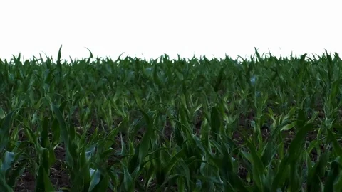 Pan: A field with corn plants, green plants growing on a field, white background Video stock 76806950
