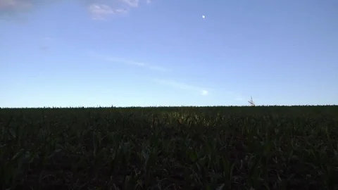 Pan: A field with corn plants, the waning moon in a blue sky with a few clouds Stock Footage 76806794