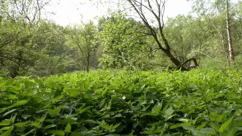 Pan: Field of stinging nettles, various trees in the background, pollen floating Stock Footage 107382553