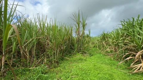 Pan of field of sugar cane stalks Vidéo 268348751