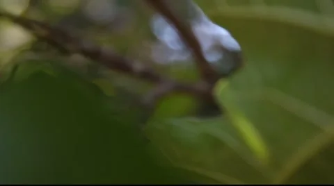 Pan to Fig Fruit with pull focus Stock Footage 879601
