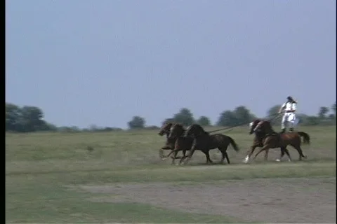 Pan of five galloping horses with a man balancing himself on two of their backs Stock Footage