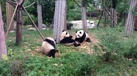 Pan of Five Giant Pandas Eating Bamboo in Chengdu, China Stock Footage 34241819