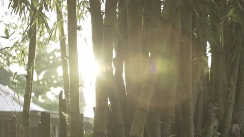 Pan with flares through bamboo tree 库存影片 83551263