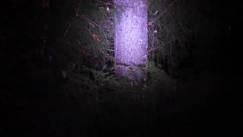 Pan Flashlight shining on trees in the forest at night in the summer Stock Footage 163480047