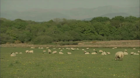 Pan of a Flock of Sheep Stock-Footage 37710584