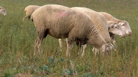 Pan: flock of sheep walking and eating grass, other plants on a meadow in autumn Stock Footage 98099232