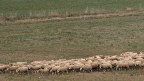 Pan: Flock of sheep walking towards the shepherd and his sheepdog over a meadow Stock Footage 98098953